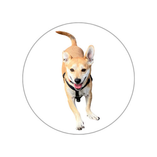Spry Dog Nutrition